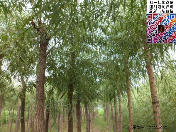 旱柳樹 旱柳樹