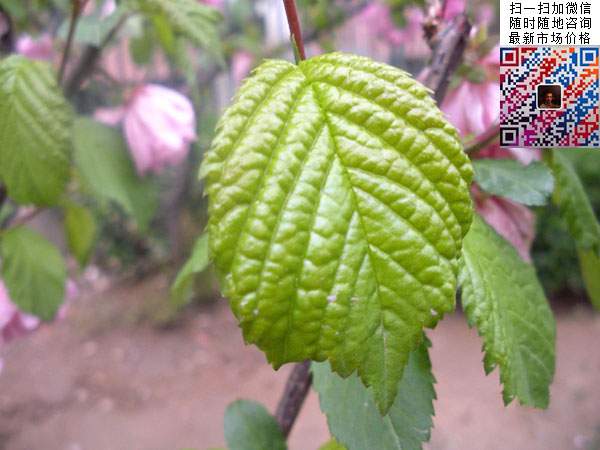 榆葉梅 榆葉梅