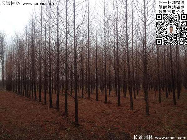 水杉樹 水杉樹