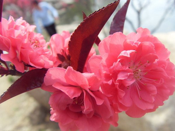 紅葉碧桃花期有多長(zhǎng),幾月份開花?