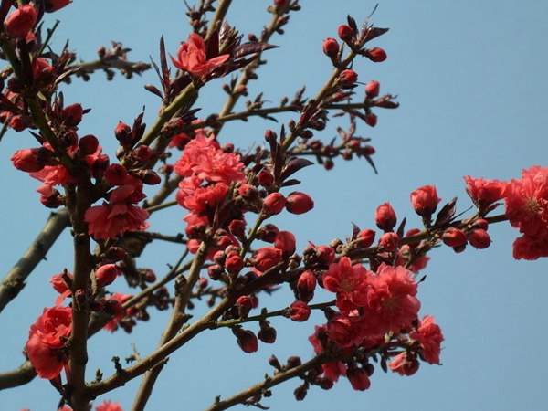紅葉碧桃花期有多長(zhǎng),幾月份開花?