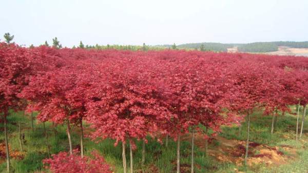 3公分紅楓 3公分紅楓