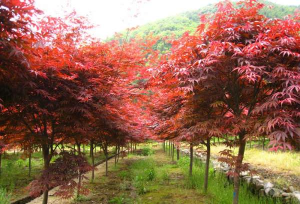 5公分紅楓 5公分紅楓