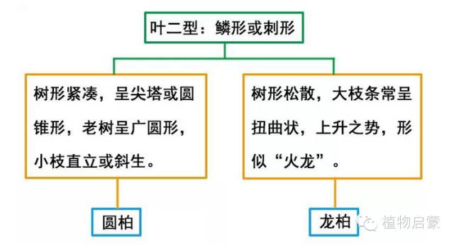 圓柏、刺柏、側(cè)柏、柏木以及龍柏的簡易識別法