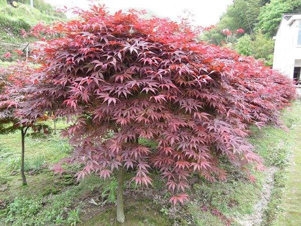 紅楓樹 紅楓樹