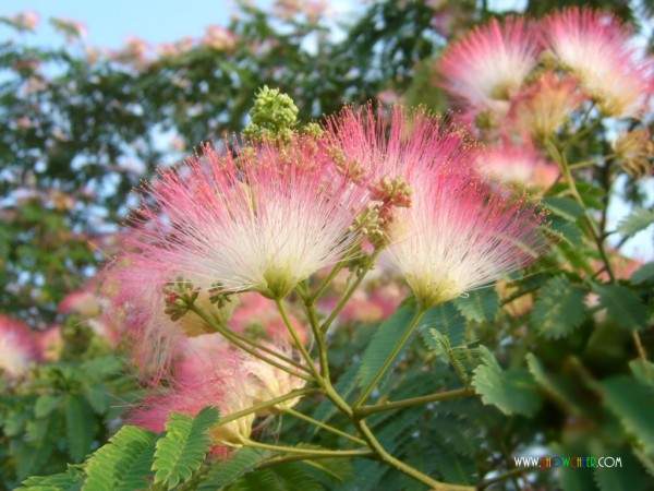 合歡花 合歡花