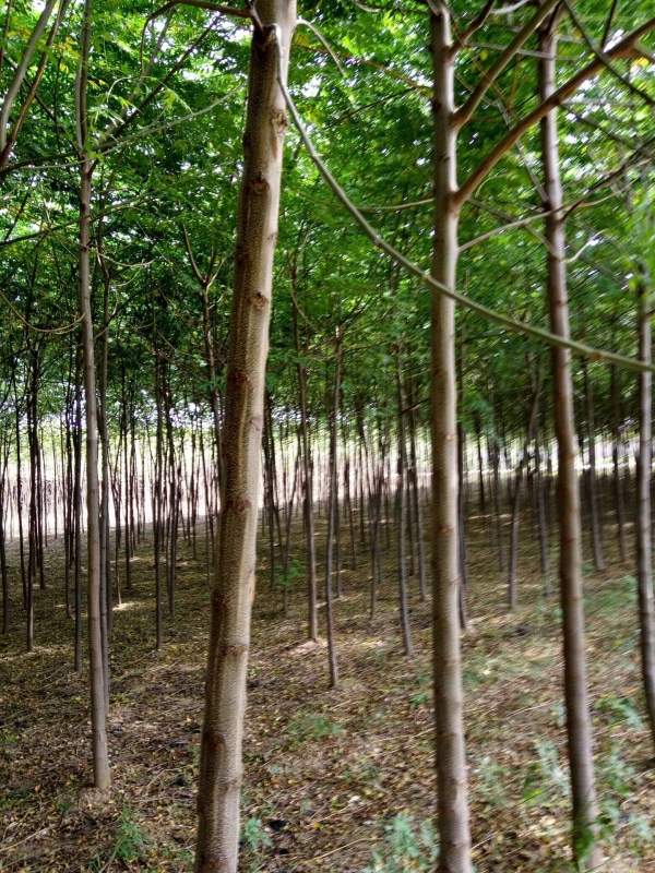 供應(yīng)胸徑6公分7公分8公分苦楝樹(shù) 供應(yīng)胸徑6公分7公分8公分苦楝樹(shù)