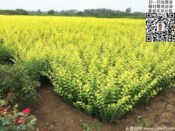高度30公分40公分50公分金葉女貞苗苗圃現(xiàn)場(chǎng)圖片 高度30公分40公分50公分金葉女貞苗苗圃現(xiàn)場(chǎng)圖片