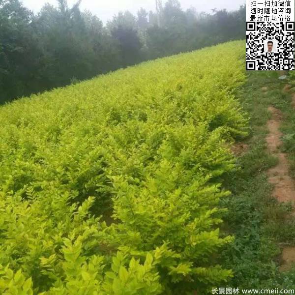 高度30公分40公分50公分金葉女貞苗苗圃現(xiàn)場(chǎng)圖片 高度30公分40公分50公分金葉女貞苗苗圃現(xiàn)場(chǎng)圖片