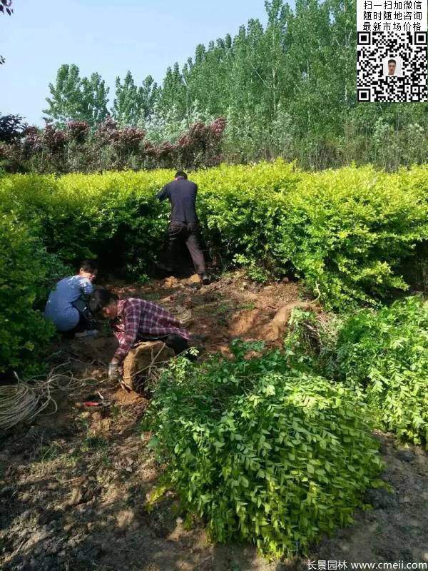 金葉女貞球--長景園林 金葉女貞球--長景園林