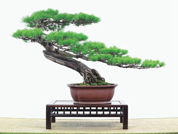 有著百變?cè)煨椭醯奈遽標(biāo)墒窃鯓訜挸傻?/><br/></div><p><strong>(1）取、審材</strong><br/>我國引種栽培五針?biāo)?，由于結(jié)實(shí)少，且多發(fā)育不良，種粒<a href='http://www.nimocinherbal.com/huahaijianshe/138890.html' target='_blank'>發(fā)芽率</a>低，故多采用嫁接法繁殖。<br/>盆栽五針?biāo)桑侵谱魑遽標(biāo)膳杈暗闹饕牧?。它的根爪，可否顯露，樁干有無彎度，哪些地方突出好看，都要仔細(xì)審視一番。通過審材，找出好觀賞面。五針?biāo)捎^賞價(jià)值高低，在于姿色的奇妙與否。通過審材，進(jìn)行藝術(shù)取舍，決定部分根、枝、干、針葉的去留。<br/><strong>(2）上盆</strong><br/>①選盆：五針?biāo)勺藨B(tài)清秀古雅、翠葉蔥籠，宜用外型古雅，色澤深沉的紫砂陶盆。懸崖式用中深圓形盆或正方盆；斜干式、直干式則用長方形盆或橢圓盆；曲干式用稍深的馬槽盆；合栽式用較淺長方形盆，其大小可視樹形而選定。<br/>②用土：栽植五針?biāo)傻呐柰烈擞觅|(zhì)地疏松、肥沃的微酸性土，按輕壤60%，砂土3o%a與腐殖土to％的比例以及腐熟餅肥1份混合使用，PH值5-6最宜。<br/>③栽植：五針?biāo)缮吓柙灾惨源杭拘氯~吐芽前3月左右最好，也可在秋季新枝成長后8月中旬至9月進(jìn)行。上盆前修剪傷根、爛根，剪短粗根，在剪口上涂蠟，以防松脂外流。栽時(shí)盆土要稍干，盆底墊一層碎瓦片及粗砂之類，以利排水透氣。<br/>④造型與布局：五針?biāo)芍l自然形成層片，層次分明，線條清晰；生長緩慢，枝干上無不定芽萌發(fā)，因此不耐修剪。粗枝不易屈曲，蟠扎造型必須從幼齡樹開始，五針?biāo)稍煨蛻?yīng)以吊扎為主，結(jié)合修剪，作為基本方法。<br/>制作五針?biāo)膳杈?，和其它?盆栽五針?biāo)?，是制作五針?biāo)膳杈暗闹饕牧稀Ｋ母?，可否顯露，樁干有無彎度，哪些地方突出好看，都要仔細(xì)審視一番。通過審材，找出好觀賞面。五針?biāo)捎^賞價(jià)值高低，在于姿色的奇妙與否。通過審材，進(jìn)行藝術(shù)取舍，決定部分根、枝、干、針葉的去留。<br/><br/><strong>制作五針?biāo)膳杈?，和其它盆景一樣，要注重盆面的布局，要講究自然，給人以舒適的美感。</strong><br/>盆面布局，應(yīng)有疏有密，或“疏能走馬”，或“密不通風(fēng)”。要突出主體，在一盆中，合栽幾株五針?biāo)?，要突出主體，其余則為烘托與陪襯。<br/>盆面布局，要講究層次，這在盆中表現(xiàn)為粗細(xì)、大小的對(duì)比。細(xì)到一枝一根上下功夫，使之形象生動(dòng)，景中有景。樹樁的枝干、針片，各占盆面多少位置，樹、石、亭、橋、屋宇、人物小品等配件的大小，要精心安排，恰到好處，突出盆景主題?？傊浞诌\(yùn)用藝術(shù)造型和造景手法以提高盆景的整體藝術(shù)美。<br/><br/></p><div align=