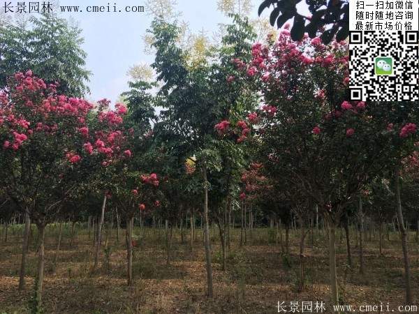 專(zhuān)家告訴你,市場(chǎng)上紫薇花樹(shù)價(jià)格是多少?