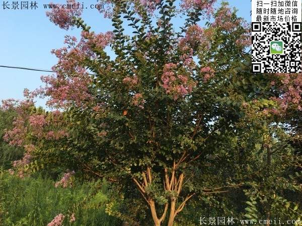 專(zhuān)家告訴你,市場(chǎng)上紫薇花樹(shù)價(jià)格是多少?