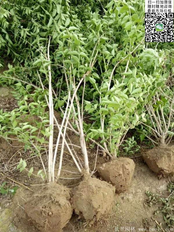 金銀木 金銀木