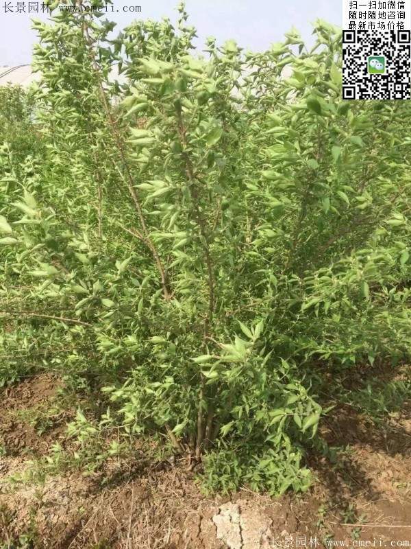 金銀木 金銀木