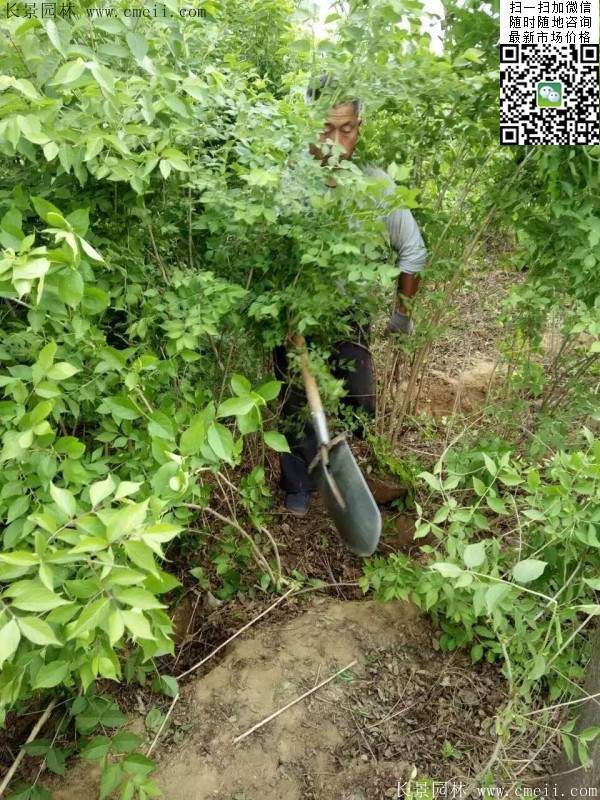 金銀木 金銀木