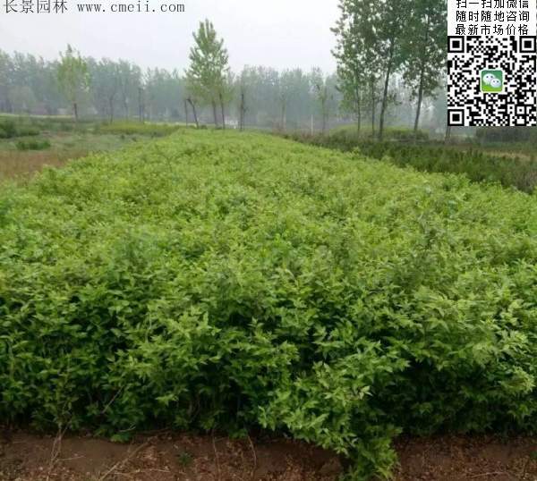 金銀木 金銀木
