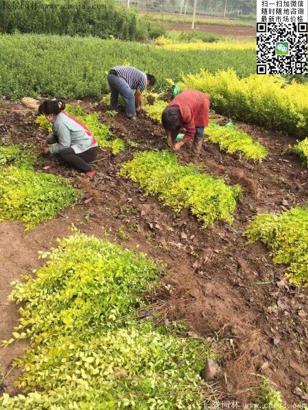金葉女貞--長景園林 金葉女貞--長景園林