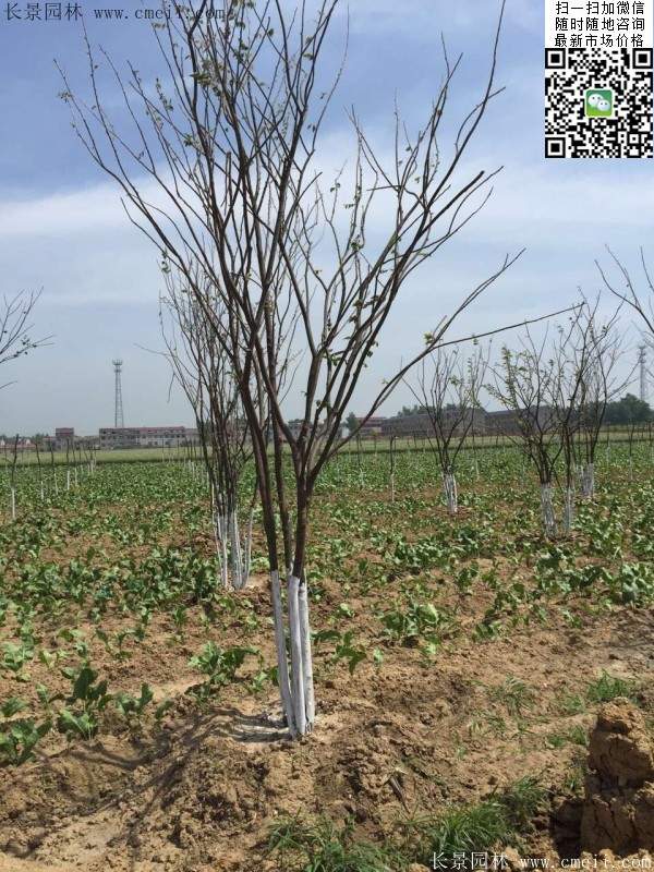 沭陽(yáng)櫸樹(shù)基地照 沭陽(yáng)櫸樹(shù)基地照