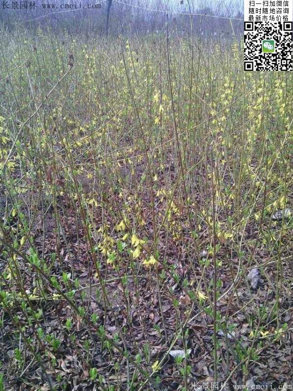 連翹--長(zhǎng)景園林 連翹--長(zhǎng)景園林