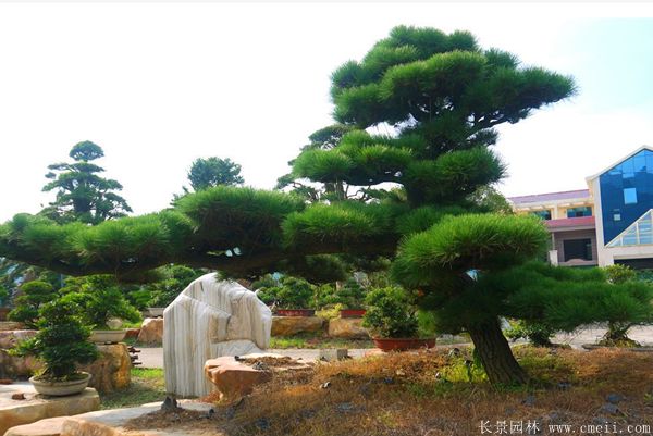 沭陽黑松造型 沭陽黑松造型