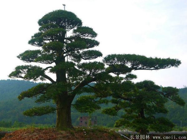 沭陽黑松造型 沭陽黑松造型