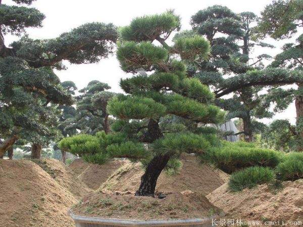 沭陽黑松造型 沭陽黑松造型