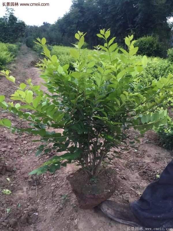 沭陽基地的金葉女貞 沭陽基地的金葉女貞
