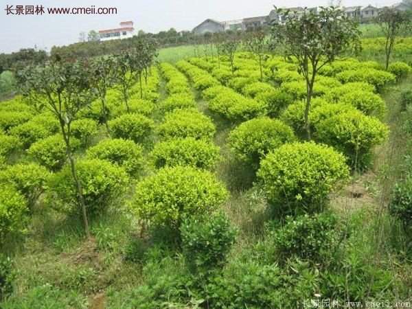 金葉女貞市場(chǎng)價(jià)格 金葉女貞市場(chǎng)價(jià)格