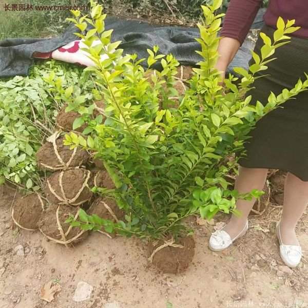 沭陽基地的金葉女貞球 沭陽基地的金葉女貞球