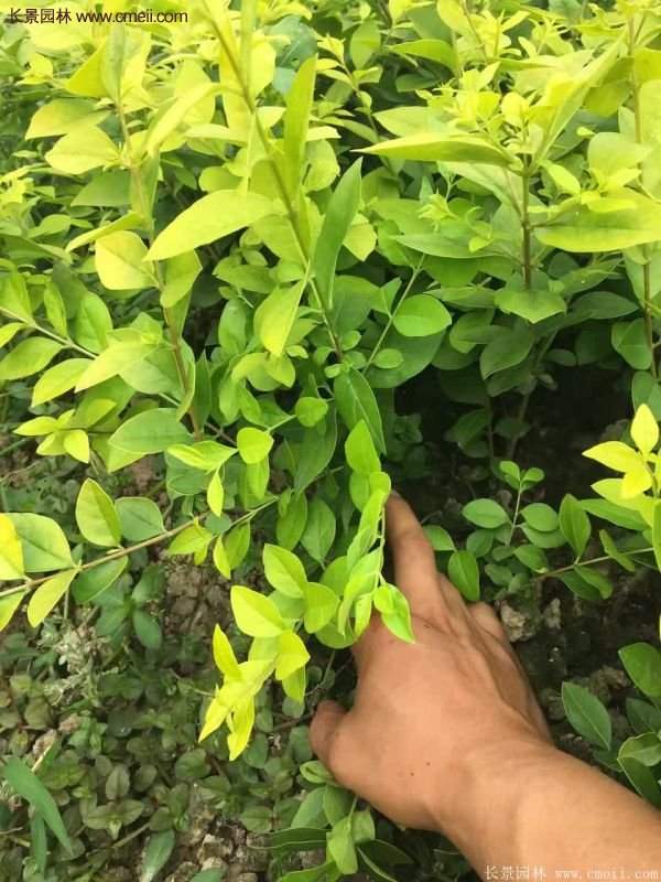 沭陽基地的金葉女貞球 沭陽基地的金葉女貞球