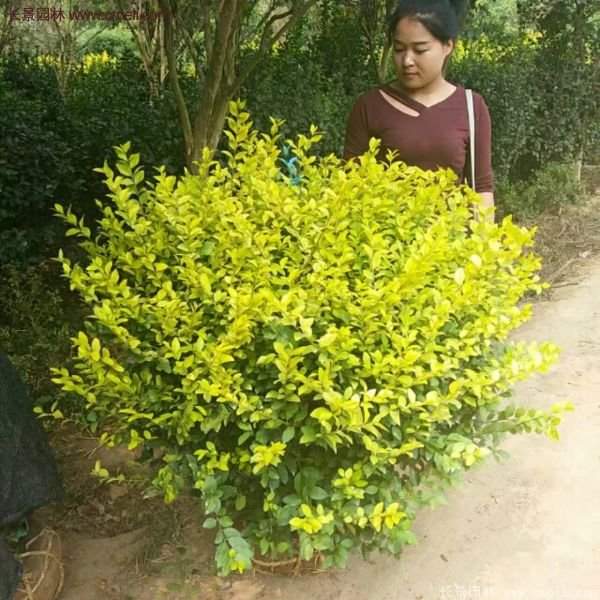 沭陽基地的金葉女貞球 沭陽基地的金葉女貞球