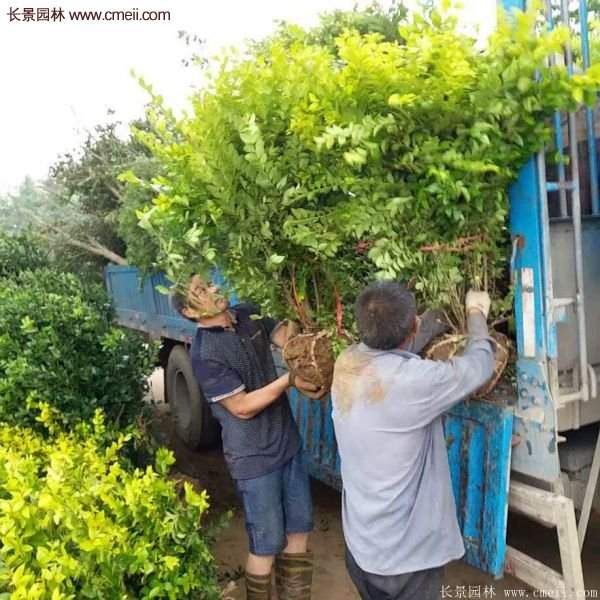 沭陽(yáng)金葉女貞基地 沭陽(yáng)金葉女貞基地