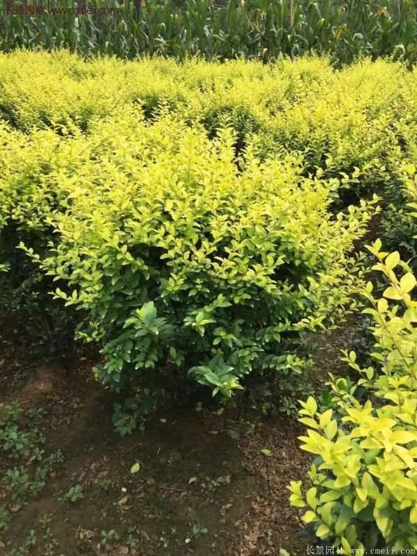 沭陽(yáng)金葉女貞基地 沭陽(yáng)金葉女貞基地