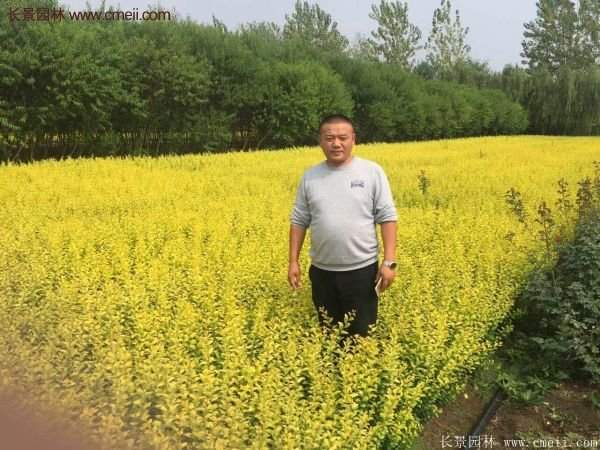沭陽(yáng)的金葉女貞基地 沭陽(yáng)的金葉女貞基地