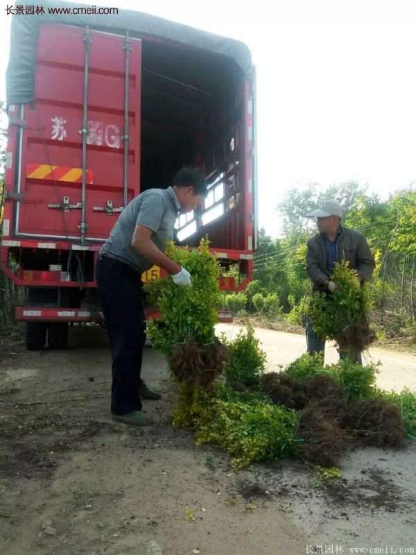 沭陽(yáng)的金葉女貞基地 沭陽(yáng)的金葉女貞基地