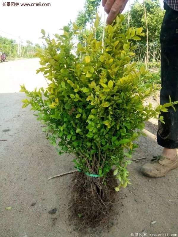 沭陽(yáng)的金葉女貞基地 沭陽(yáng)的金葉女貞基地