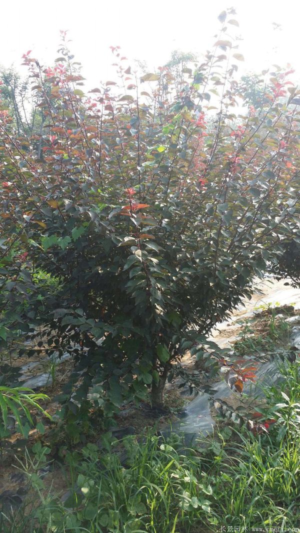 紅梅苗木-沭陽(yáng)長(zhǎng)景園林 紅梅苗木-沭陽(yáng)長(zhǎng)景園林
