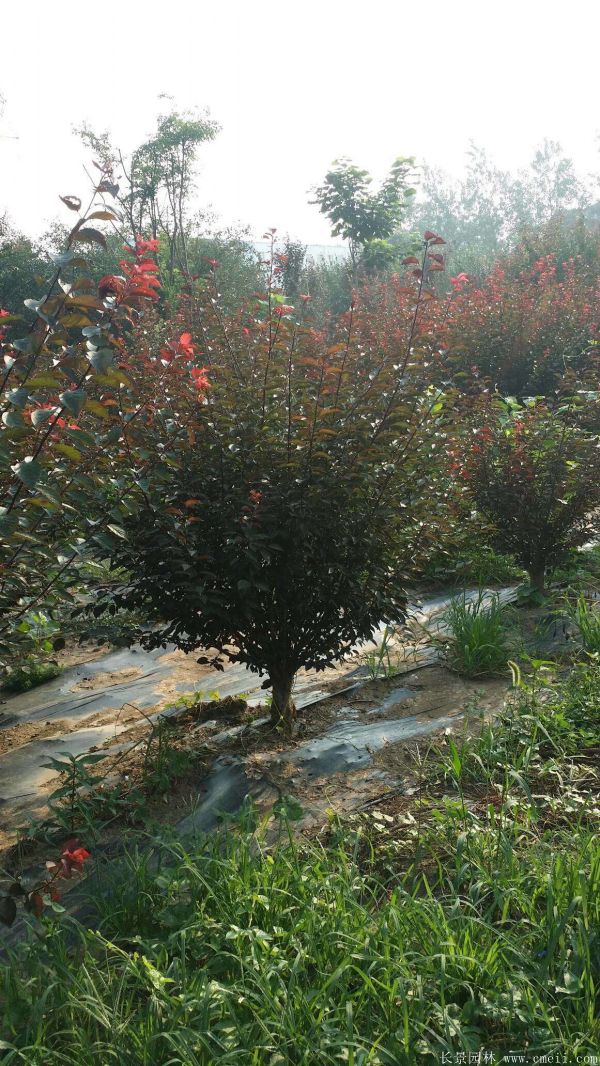 紅梅苗木-沭陽(yáng)長(zhǎng)景園林 紅梅苗木-沭陽(yáng)長(zhǎng)景園林
