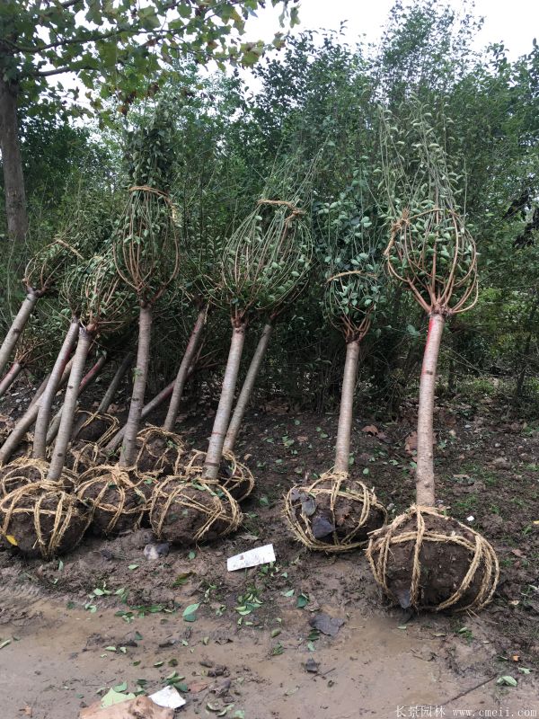 紅梅苗木-沭陽(yáng)長(zhǎng)景園林 紅梅苗木-沭陽(yáng)長(zhǎng)景園林