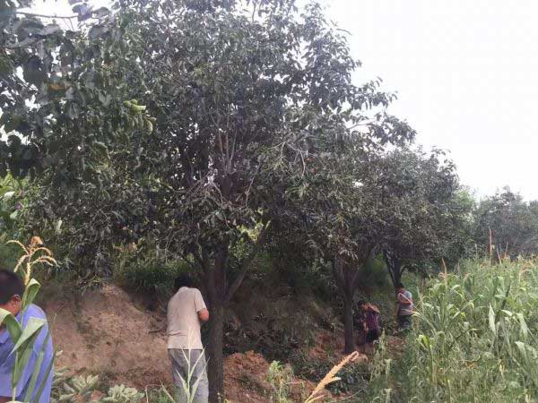 柿子樹(shù)圖片柿子樹(shù)基地實(shí)拍 柿子樹(shù)圖片柿子樹(shù)基地實(shí)拍