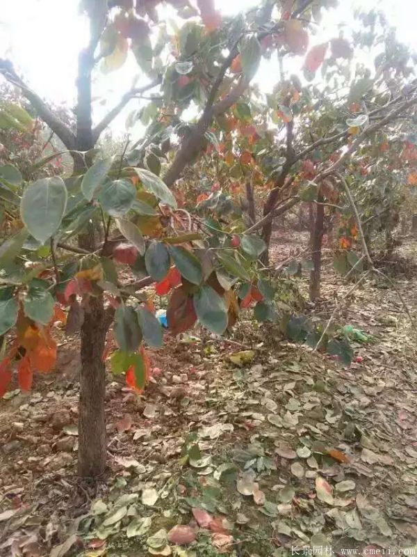 柿子樹(shù)圖片柿子樹(shù)基地實(shí)拍 柿子樹(shù)圖片柿子樹(shù)基地實(shí)拍