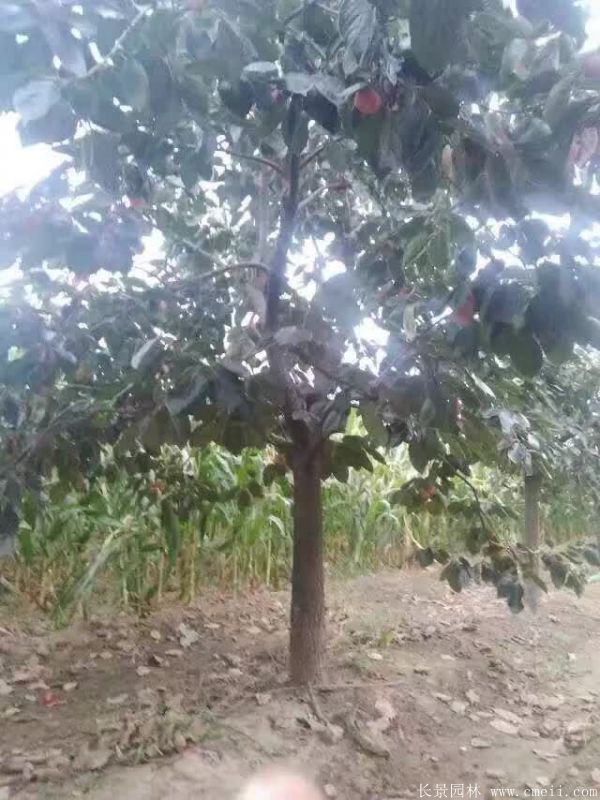 柿子樹(shù)圖片柿子樹(shù)基地實(shí)拍 柿子樹(shù)圖片柿子樹(shù)基地實(shí)拍