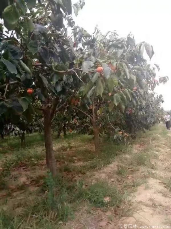柿子樹(shù)圖片柿子樹(shù)基地實(shí)拍 柿子樹(shù)圖片柿子樹(shù)基地實(shí)拍