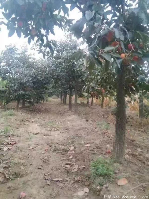 柿子樹(shù)圖片柿子樹(shù)基地實(shí)拍 柿子樹(shù)圖片柿子樹(shù)基地實(shí)拍