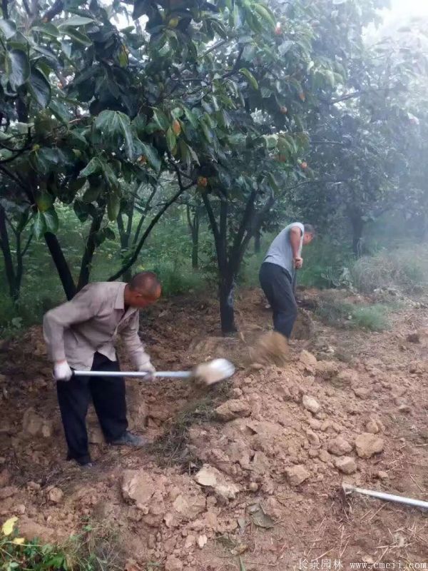 柿子樹(shù)圖片柿子樹(shù)基地實(shí)拍 柿子樹(shù)圖片柿子樹(shù)基地實(shí)拍
