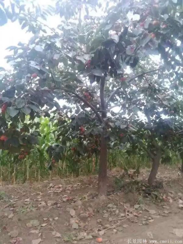 柿子樹(shù)圖片柿子樹(shù)基地實(shí)拍 柿子樹(shù)圖片柿子樹(shù)基地實(shí)拍