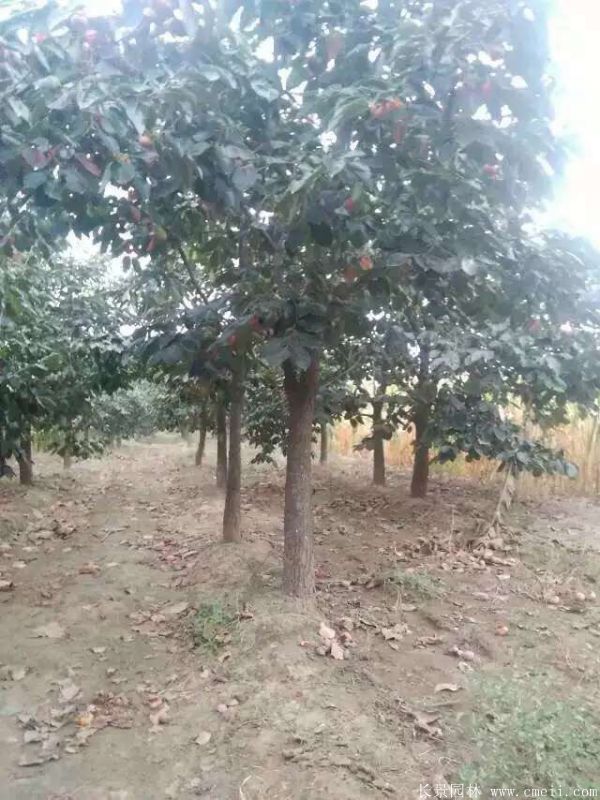 柿子樹(shù)圖片柿子樹(shù)基地實(shí)拍 柿子樹(shù)圖片柿子樹(shù)基地實(shí)拍