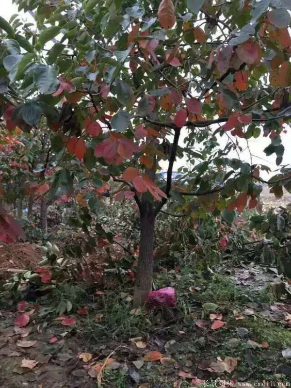 柿子樹(shù)圖片柿子樹(shù)基地實(shí)拍 柿子樹(shù)圖片柿子樹(shù)基地實(shí)拍