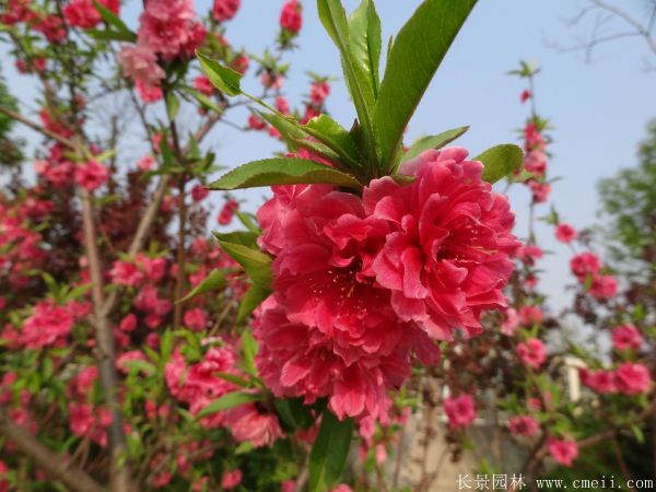 桃樹(shù)圖片桃樹(shù)基地實(shí)拍 桃樹(shù)圖片桃樹(shù)基地實(shí)拍